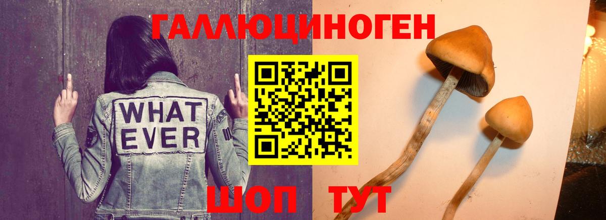 Галлюциногенные грибы прущие грибы  Зерноград  Галлюциногенные грибы мухоморы 